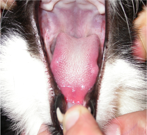 4. Photograph of the oral cavity of a cat with complete resolution of the signs of GSC following extraction of all premolar and molar teeth